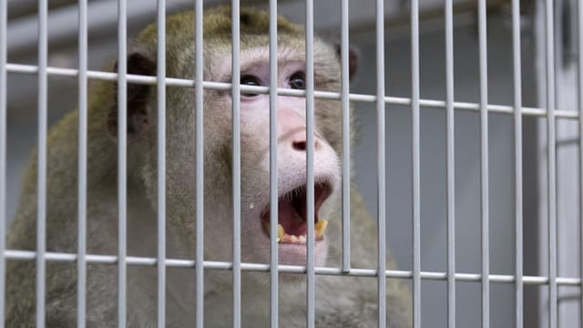 Menschliche Immunschwächeviren in Affen und äffische Immunschwächeviren in Menschen