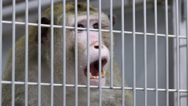 Menschliche Immunschwächeviren in Affen und äffische Immunschwächeviren in Menschen